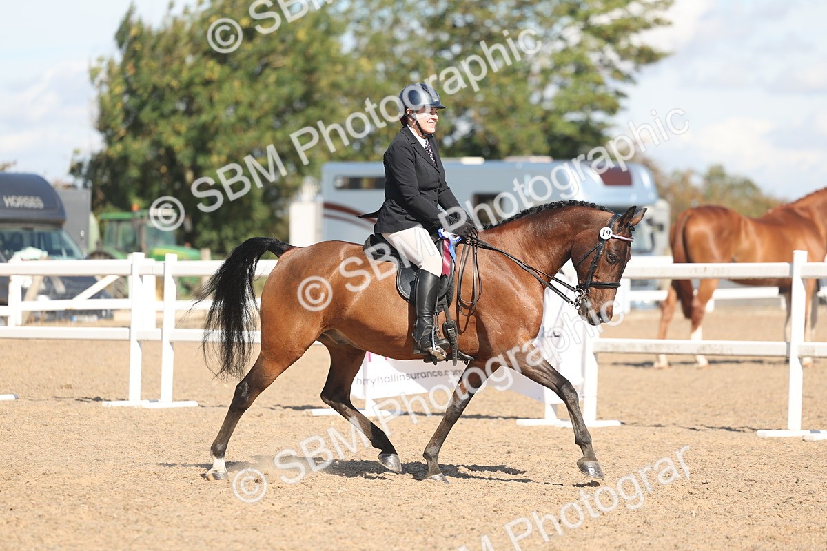 SBM_13143 - Class 305 - Ridden Foreign Breed Pure Bred