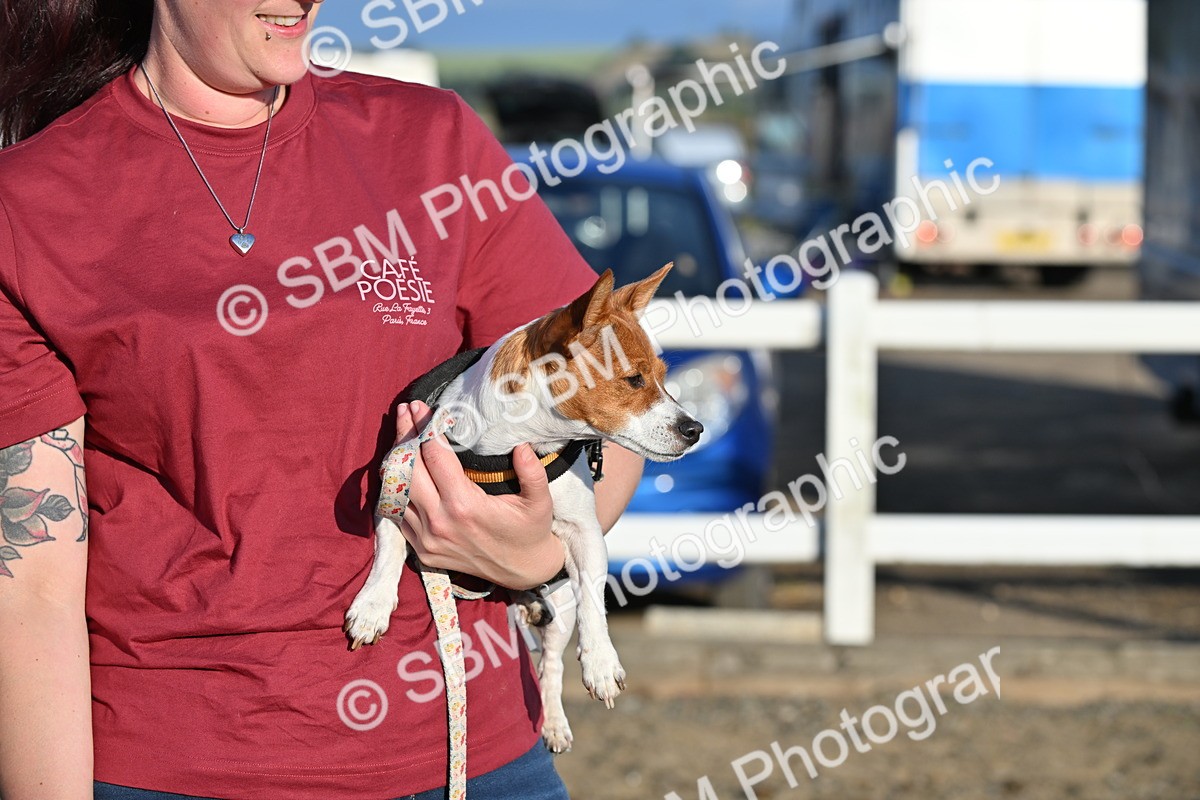 SBM_09390 - Lorry Dogs