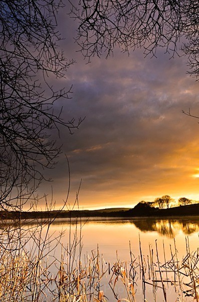 Tamar Lake - Cornish Landscapes