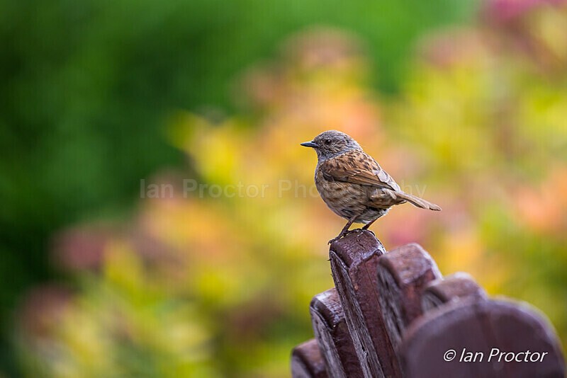 Dunnock (Prunella modularis), perched on bench - Nature