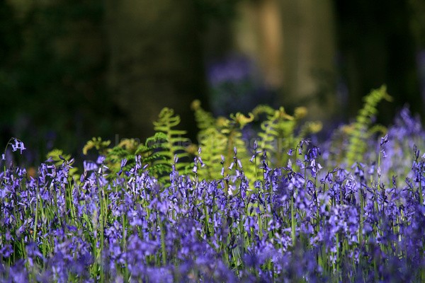 Blue Bells, Somerset _S097 - Somerset landscape Photography