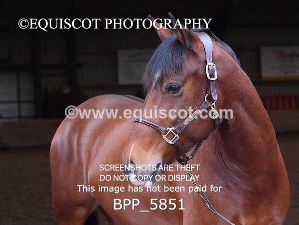 BPP_5851 - Marion West pony 3