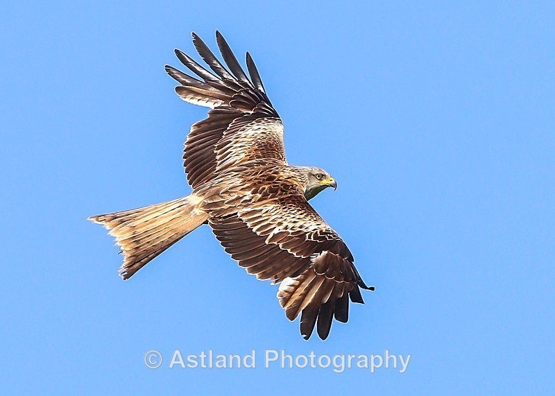 Astland Photography, Bird and Wildlife Images, Susan and Peter Wilson, U.K.