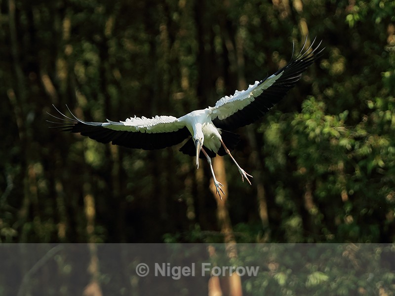 Asian Openbill on landing approach, Gao Giong, Vietnam - Asian Openbill