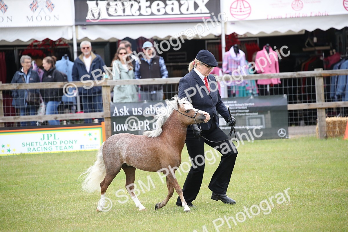 SBM_03810 - Class 23-25 - British Miniature Horse of the Year