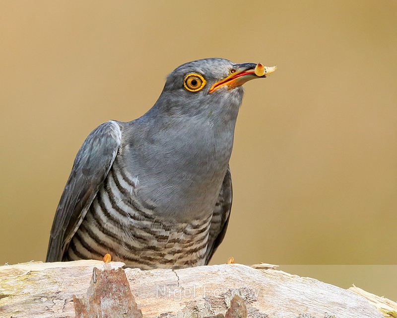 Cuckoo (male) close-up with caterpillar, Scotland - Cuckoo