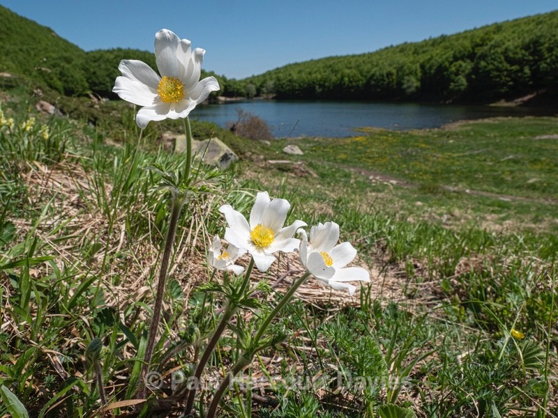 Alpine Pasque flowers (Pulsatilla alpina ssp. millefoliata) - Plants in the Landscape