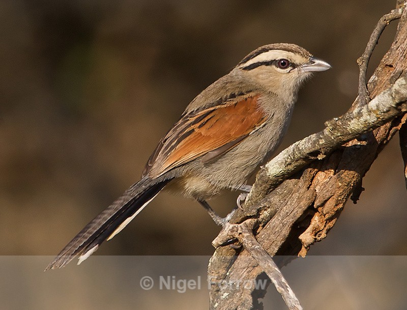 Brown-crowned Tchagra perched on a branch - Brown-crowned Tchagra