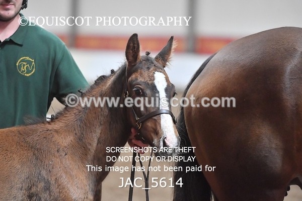 JAC_5614 - 13 Zi Real McCoy