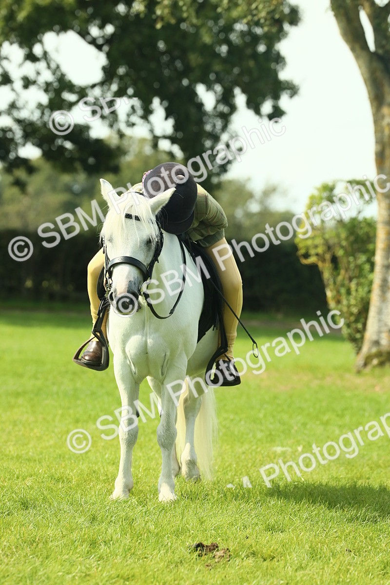 SBM_66572 - S34 - Rehabilitated Rescue Horse & Pony In Hand & Ridden