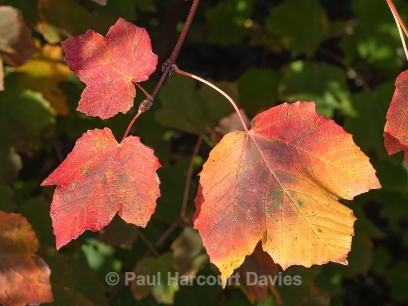 Italian Maple (Acer opalus) - Autumn Colours 2020