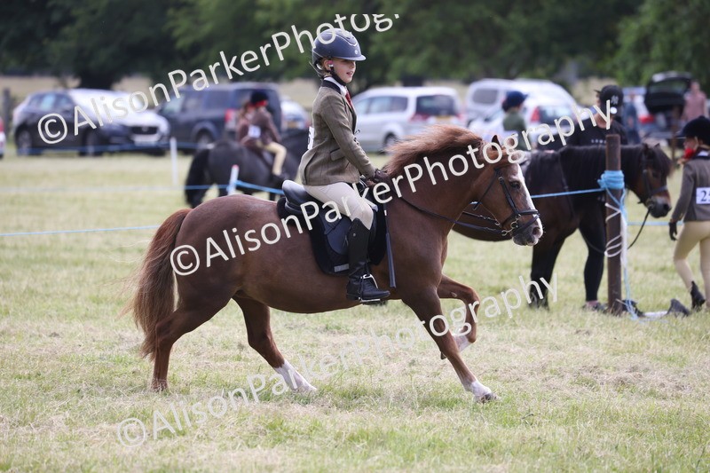 20260614-2096 - Class 21 - Novice Working Hunter Pony
