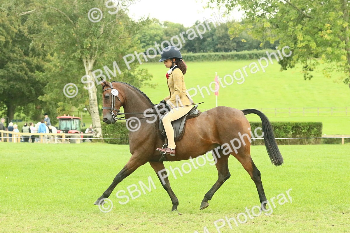 SBM_74079 - S 61 - Show Pony & Show Hunter Pony Ridden