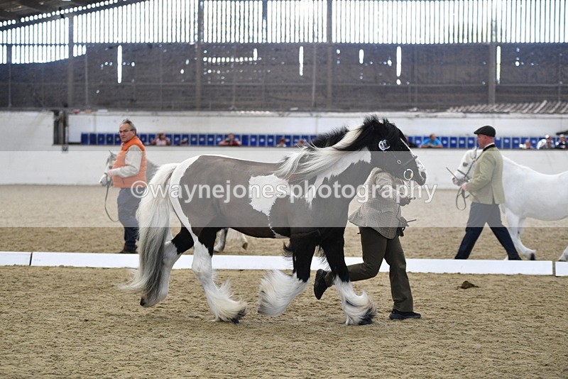 WJ5_5045 - Class 7 In hand coloured / odd coloured