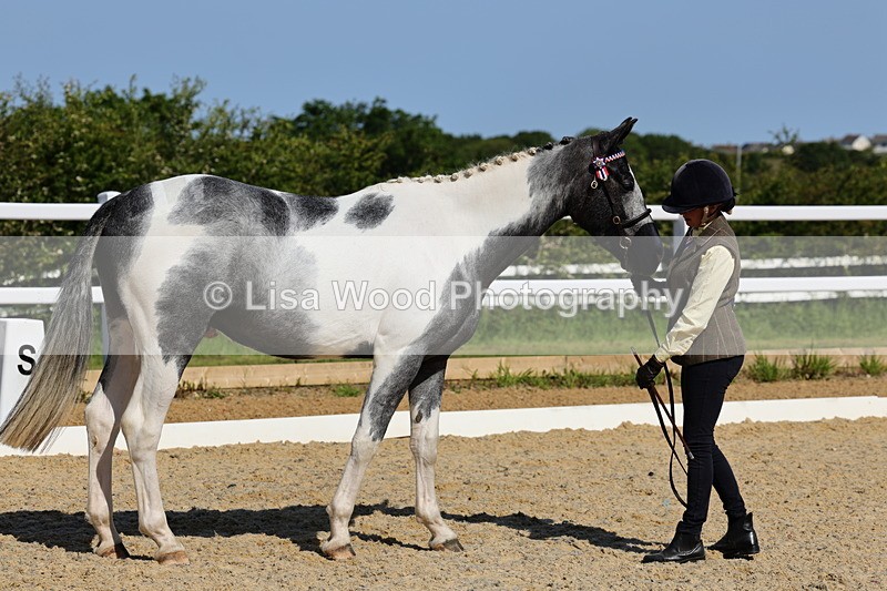 1X9A0803 - Class 4: Youngstock 1, 2, 3 year old to exceed 153cm
