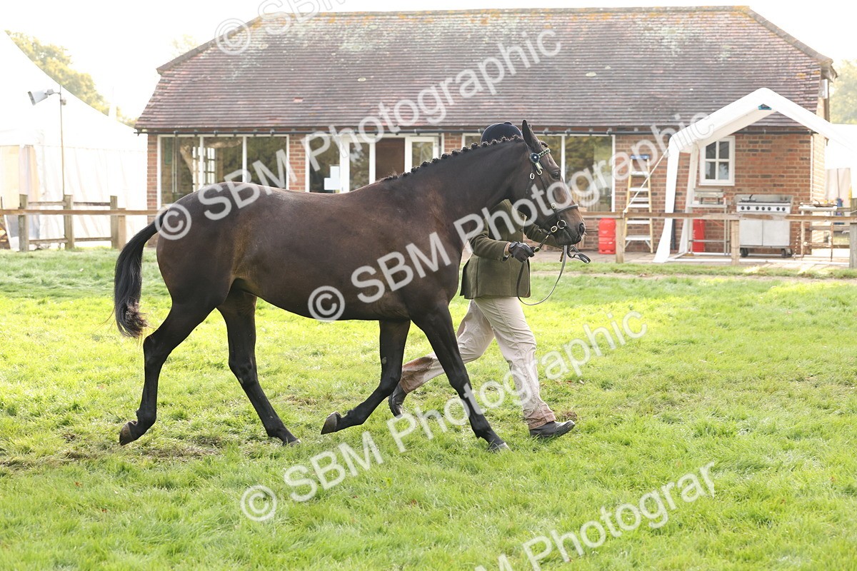 SBM_54997 - S52 - Riding Horse & Hack & thoroughbred In Hand