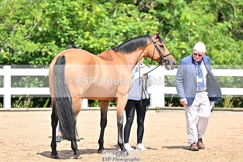 240718A-105243-01071 - Trot Up 12pm to 1pm