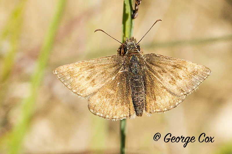 Dingy Skipper - Vercors Butterflies