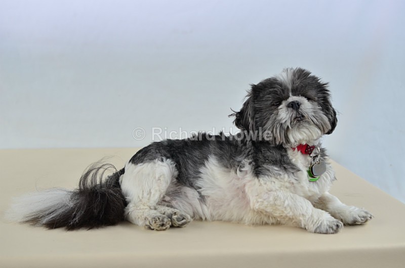 RAH_4170 - Pet Photography