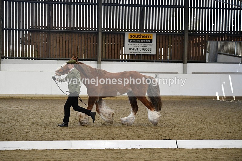 WJ5_5391 - Class 8 In hand cob