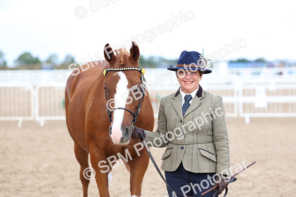 SBM_04489 - Class 26 - IH Foreign Breeds - Part Bred