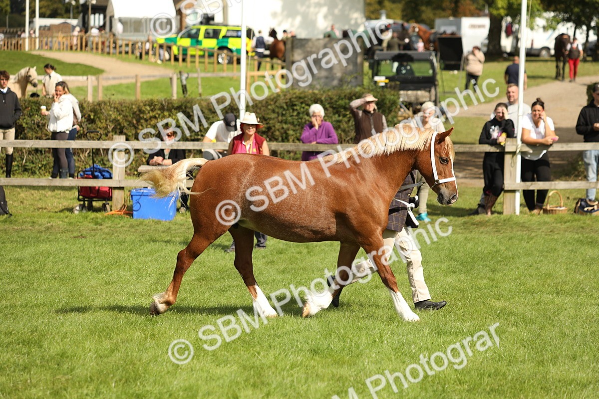 SBM_65438 - S47 - Mountain & Moorland In Hand Large Breeds