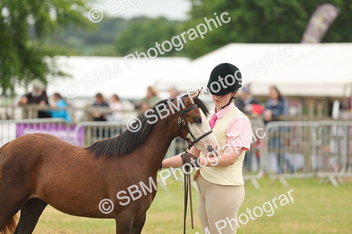 SBM_02180 - Class 50-57 - M&M Welsh Pony In Hand