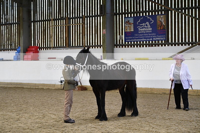 WJ5_4228 - Class 6 In hand M&M - Large Breeds