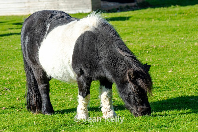 Shetland Pony - DSC_0910 - Equine