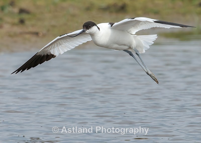 Avocet - Latest Images
