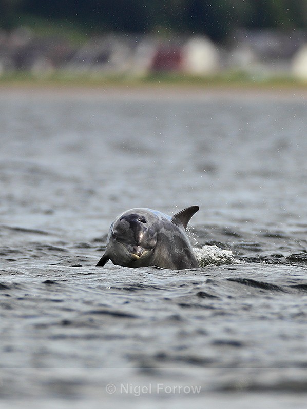 Bottlenose Dolphin at Chanonry Point in the Moray Firth - Dolphin