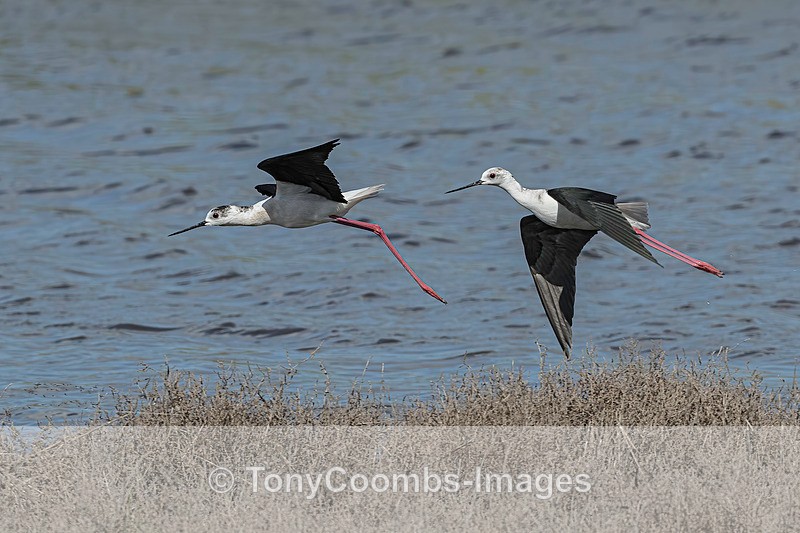 Black-winged Stilts - Lesvos ~ Wading Birds
