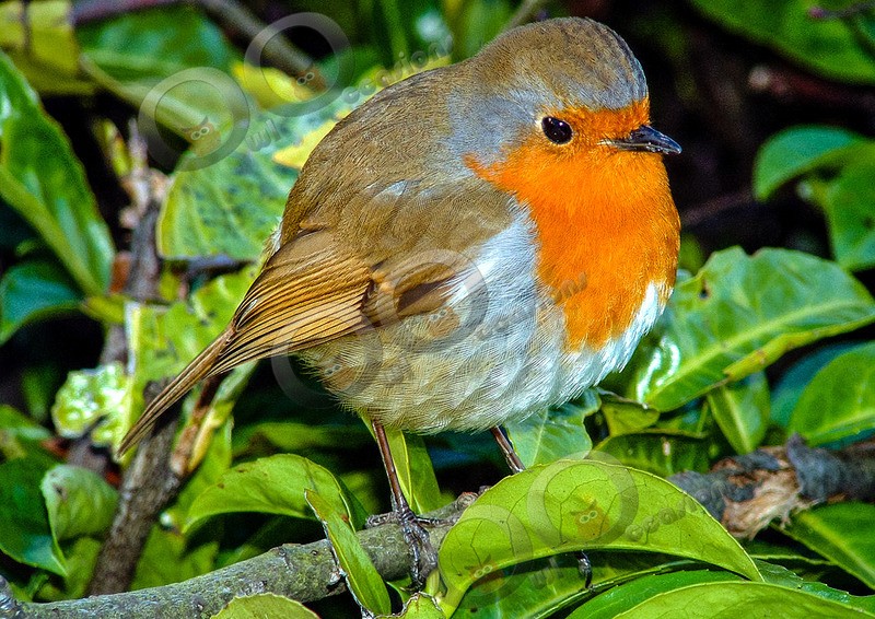 Robin Erithacus rubecula-37 - UK birds