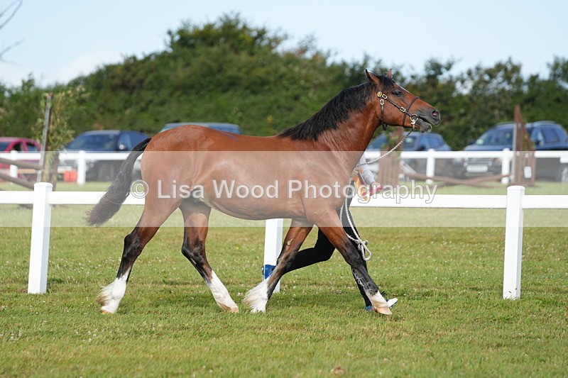 DSC04883 - Class 47: NPS M&M Yearling