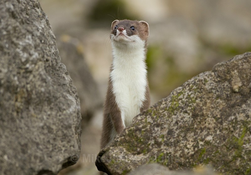 Stoat Kit. Conwy, ref st 18 - STOATS (KITS)