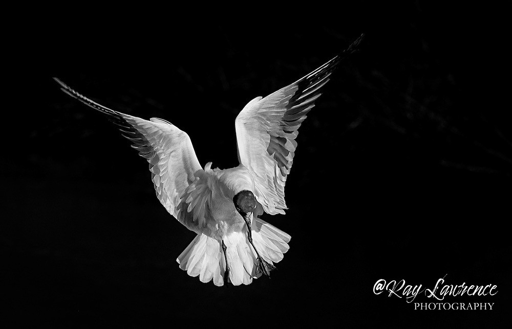 Black Headed Gull Lars Ridibundus_RLP2401 - Wildlife - Other