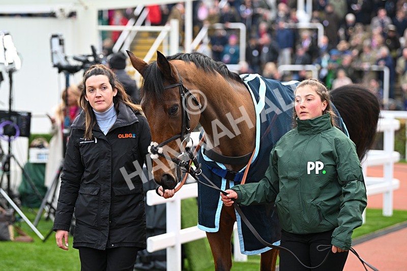 161124-Race 4-Paddock-Imagine-0213 - Race 4