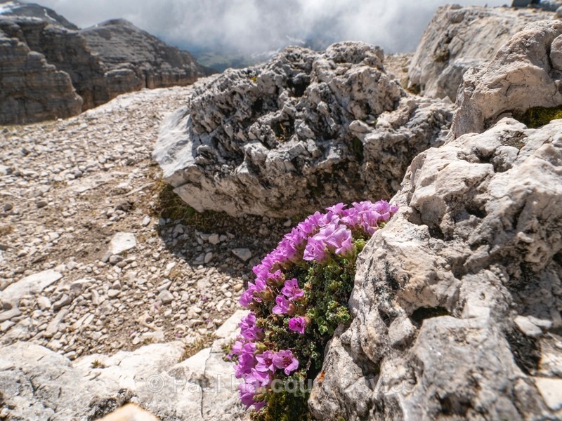  - Flowers in the Landscape