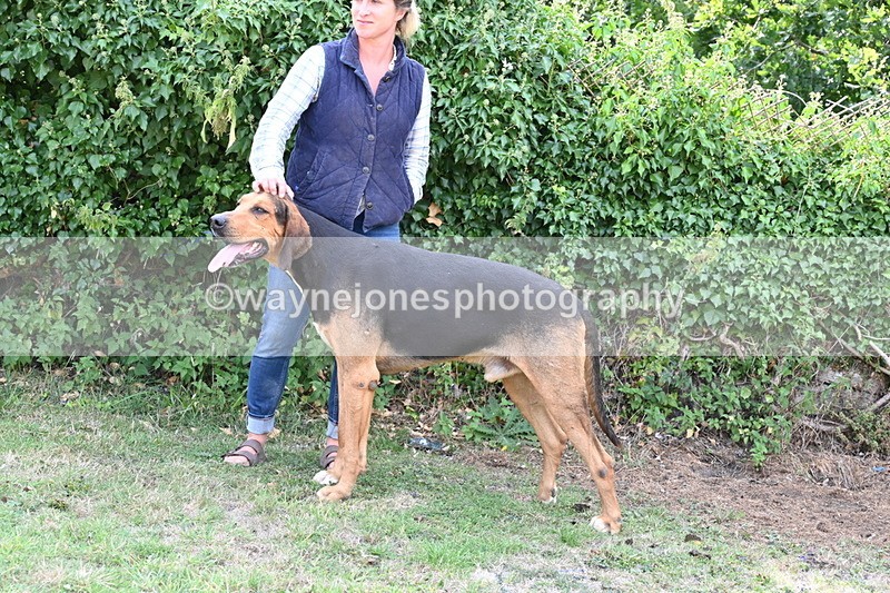 WJ6_3288 - Berks & Bucks - The Old farmhouse - Hound Exercise 20-08-25