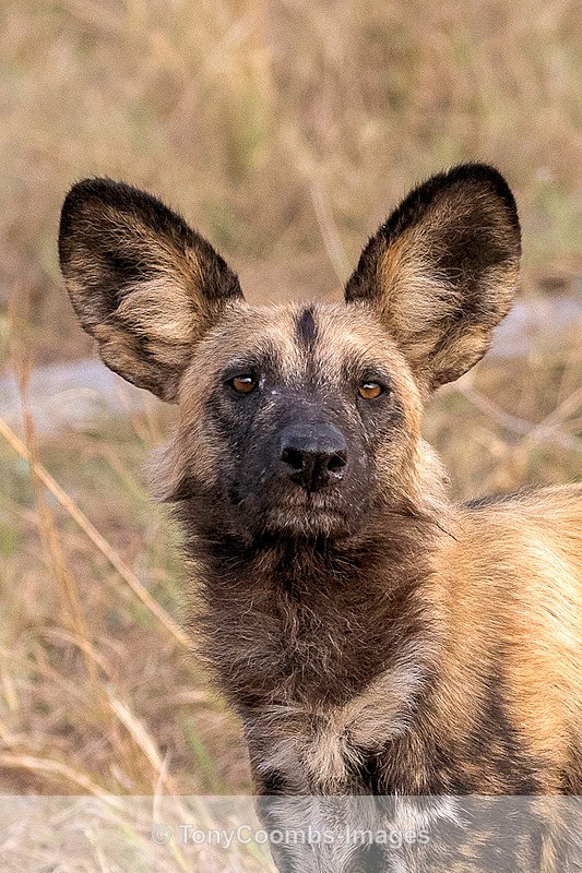 Wild Dog - Botswana ~ The Mammals