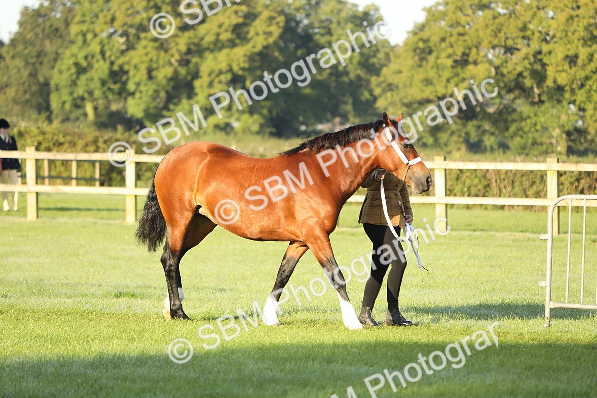 SBM_57903 - S42 - Youngstock