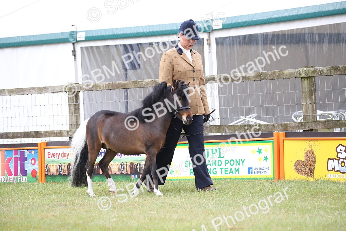 SBM_03675 - Class 23-25 - British Miniature Horse of the Year