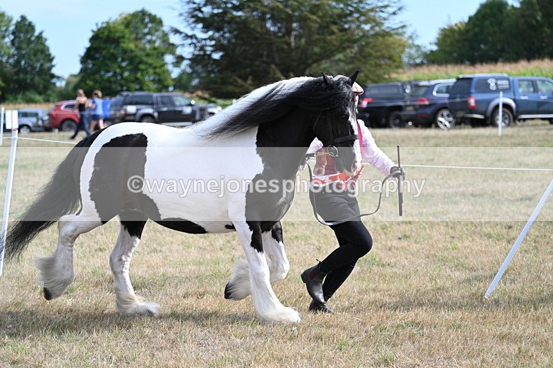WJ7_8119 - In-hand Championship