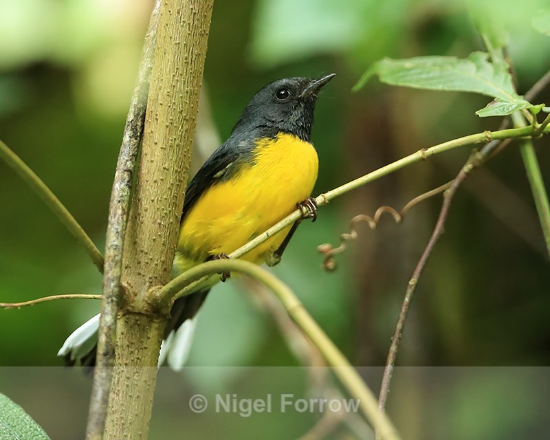 Slate-throated Redstart, Cascada San Ramón, Boquete, Panama - Slate-throated Redstart