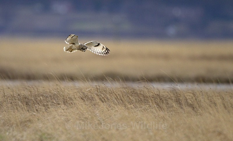 SHORT EARED OWL / REF SEO 33 - SHORT EARED OWLS