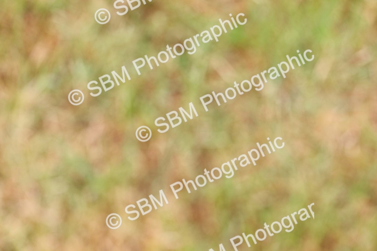 SBM_02795 - Class 9-11 Side Saddle including LIHS Rising Star Ladies Show Horse