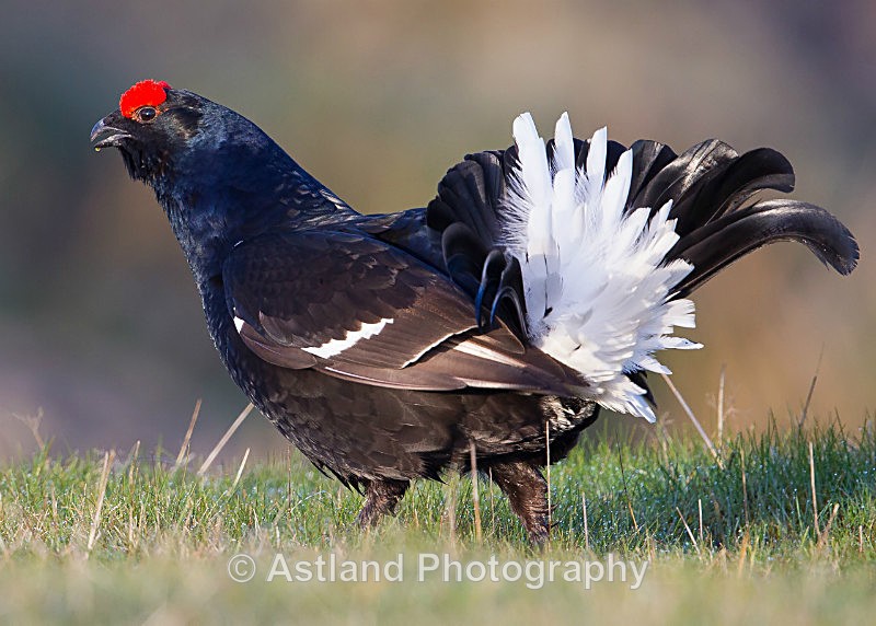 Astland Photography, Bird and Wildlife Images, Susan and Peter Wilson, U.K.