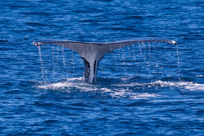 Fluke 2 0A3A4635 - Humpback Whales
