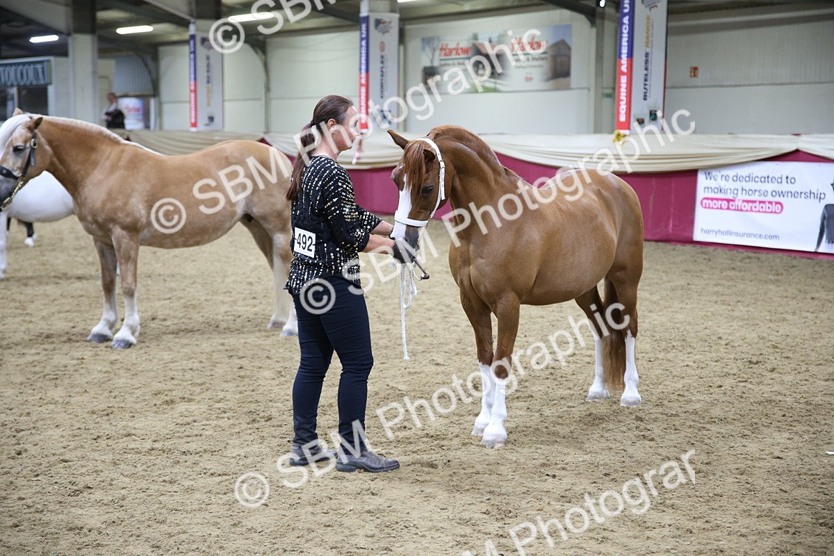 SBM_18765 - Class D IH Pony Champ