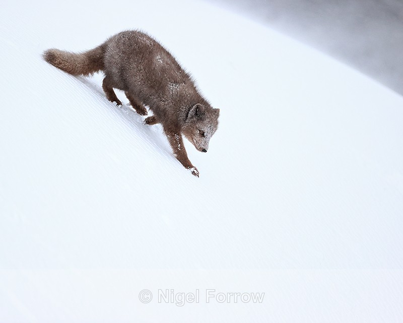 Arctic Fox walks down slope, Hornstrandir, Iceland - Arctic Fox